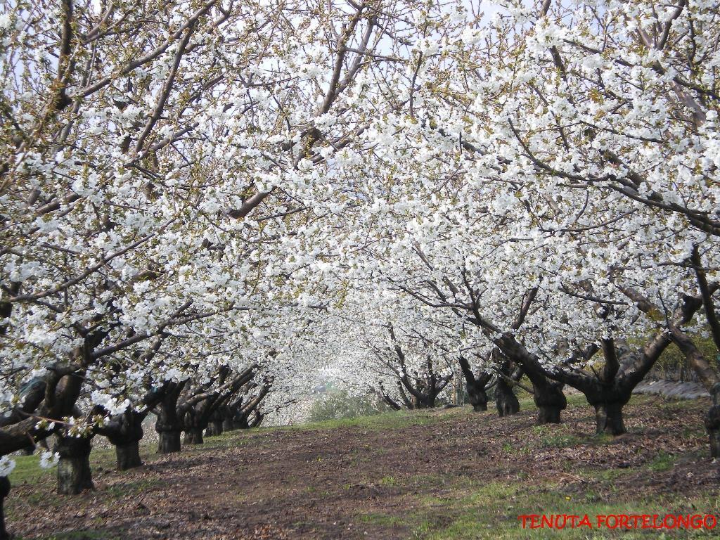 Tenuta Fortelongo Fara Vicentino Экстерьер фото