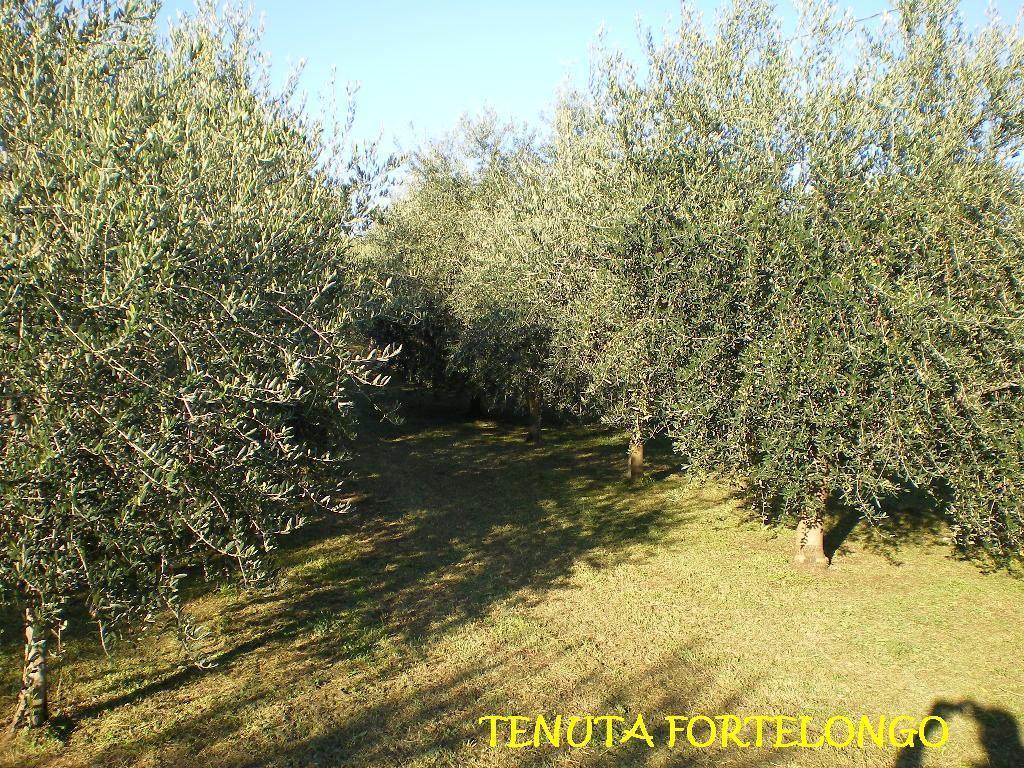 Tenuta Fortelongo Fara Vicentino Экстерьер фото