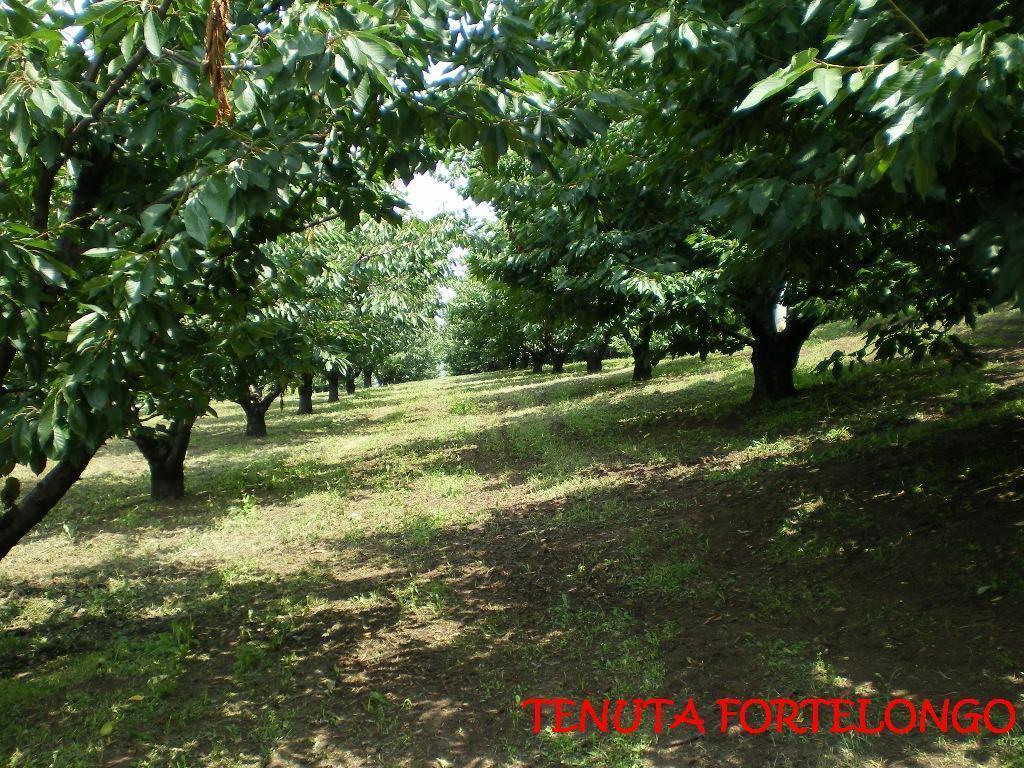 Tenuta Fortelongo Fara Vicentino Экстерьер фото