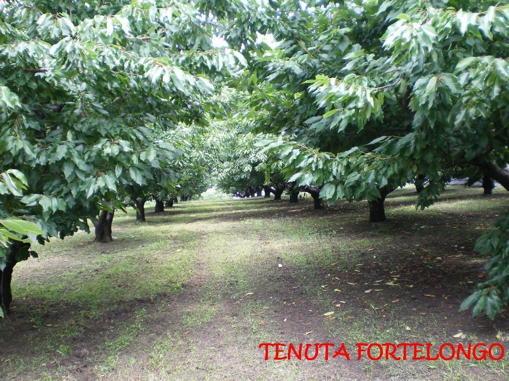Tenuta Fortelongo Fara Vicentino Экстерьер фото